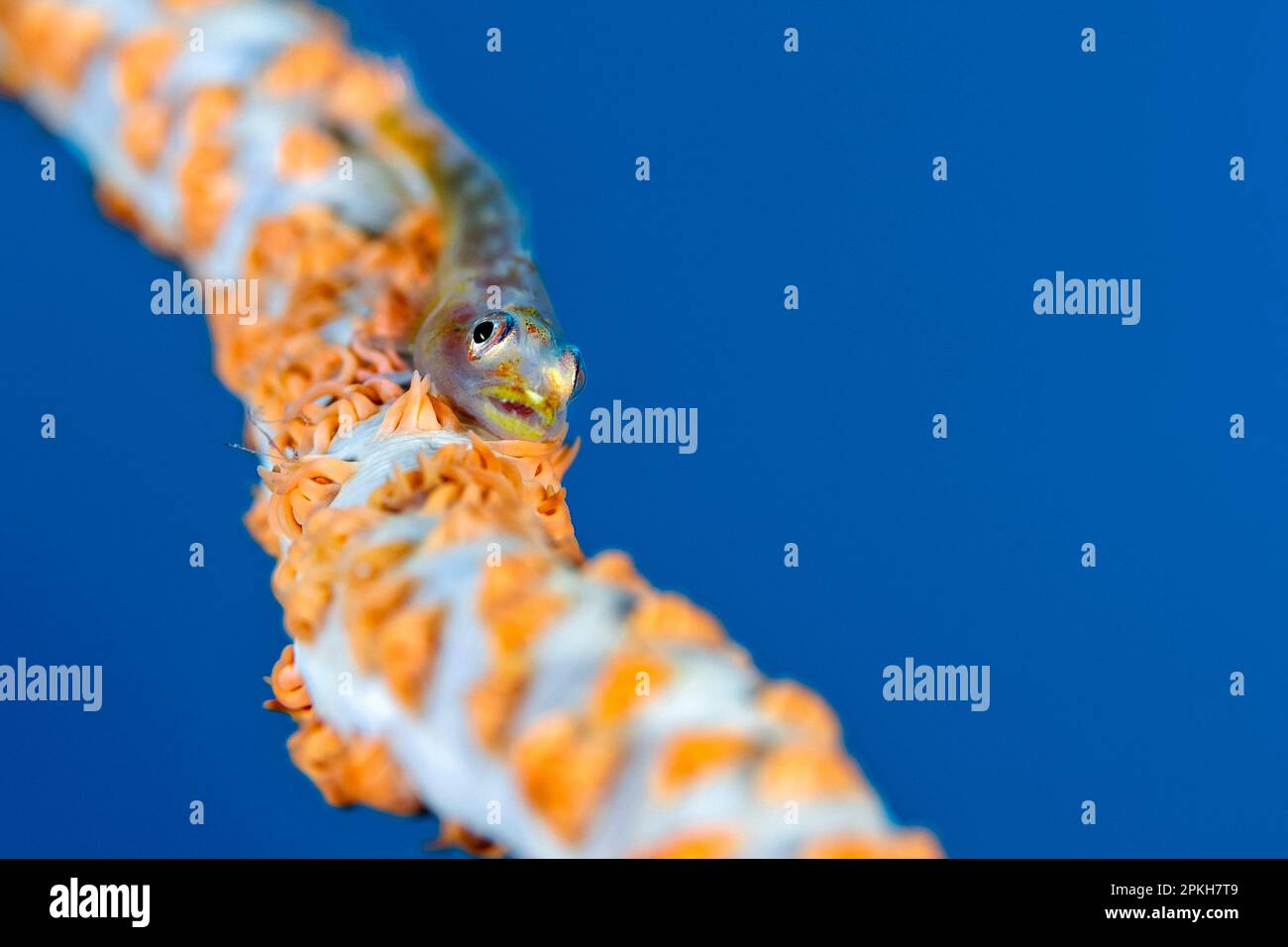 wire coral goby, Bryaninops yongei, on its host wire coral, Cirrhipathes anguina, Romblon Island, Philippines, South China Sea, Pacific Ocean Stock Photo