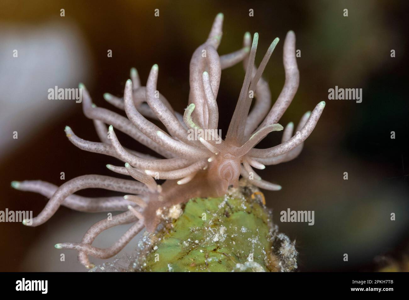 nudibranch, Phyllodesmium briareum, Romblon, Philippines, Pacific Ocean Stock Photo