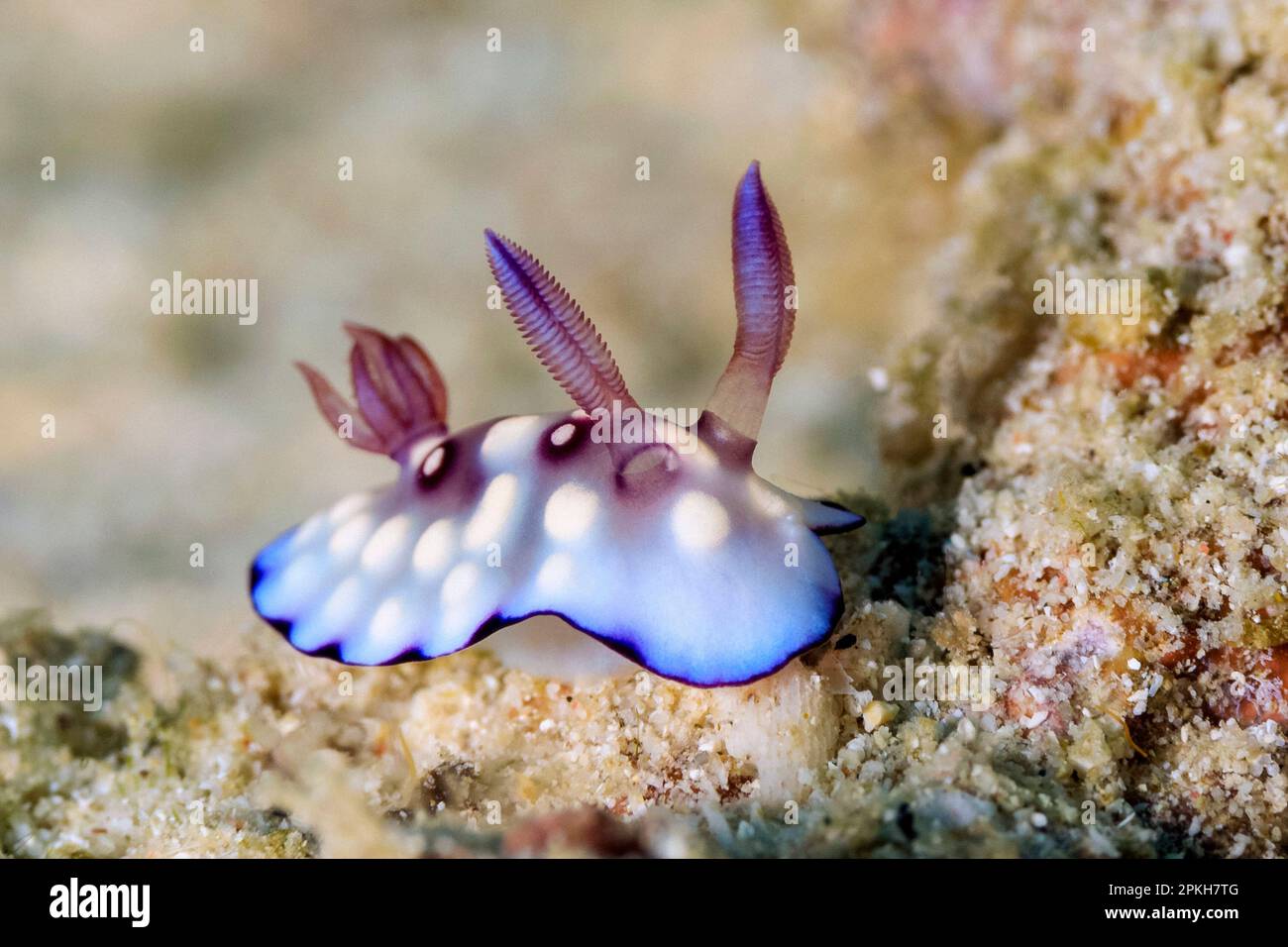 nudibranch, Goniobranchus hintuanensis (formerly Chromodoris hintuanensis), Romblon Island, Philippines, South China Sea, Pacific Ocean Stock Photo