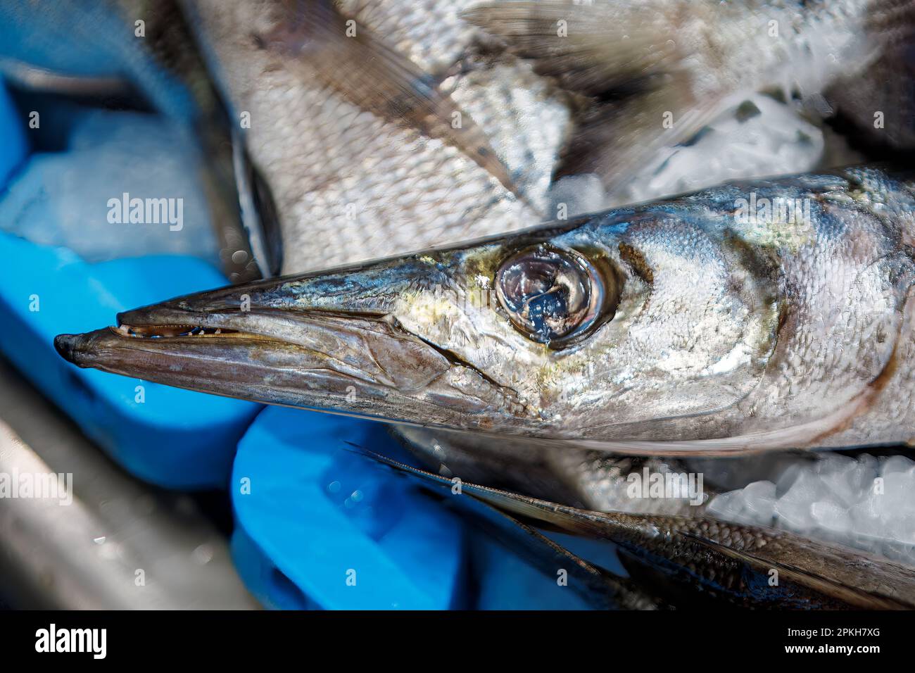 Fresh fish at fish market . Details of fish face Stock Photo - Alamy
