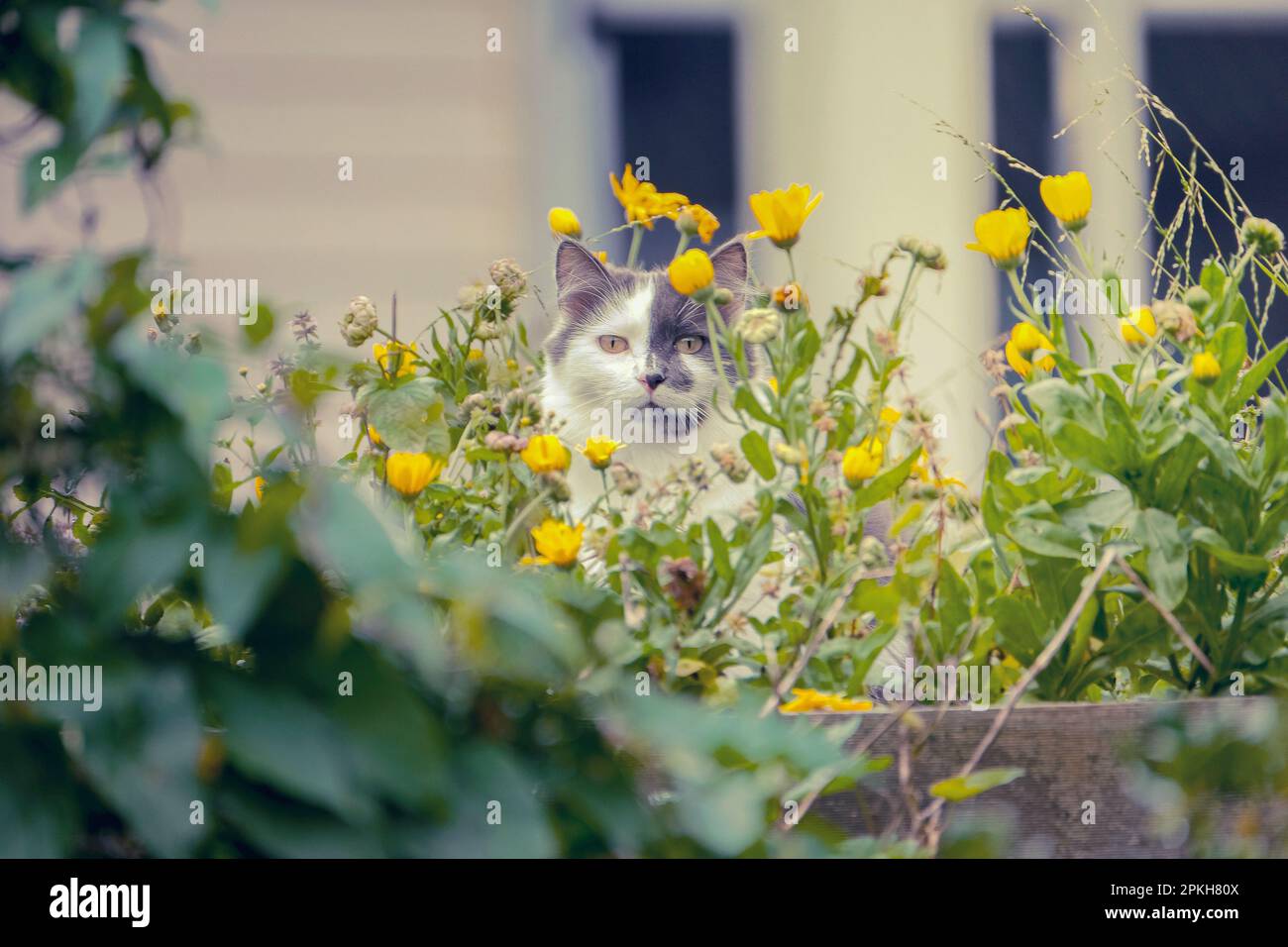 Grey and White long hair domestic cat with yellow eyes hiding in the