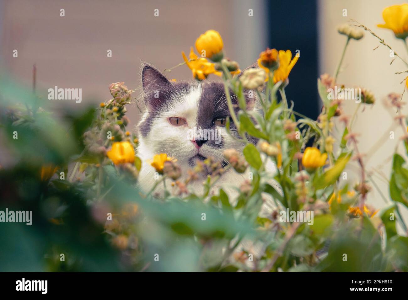 Grey and White long hair domestic cat with yellow eyes hiding in the