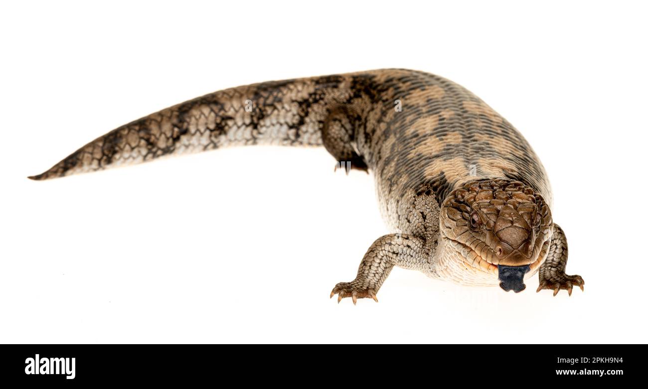 Blue-tongue Lizard on white background with tongue out and looking at the camera Stock Photo