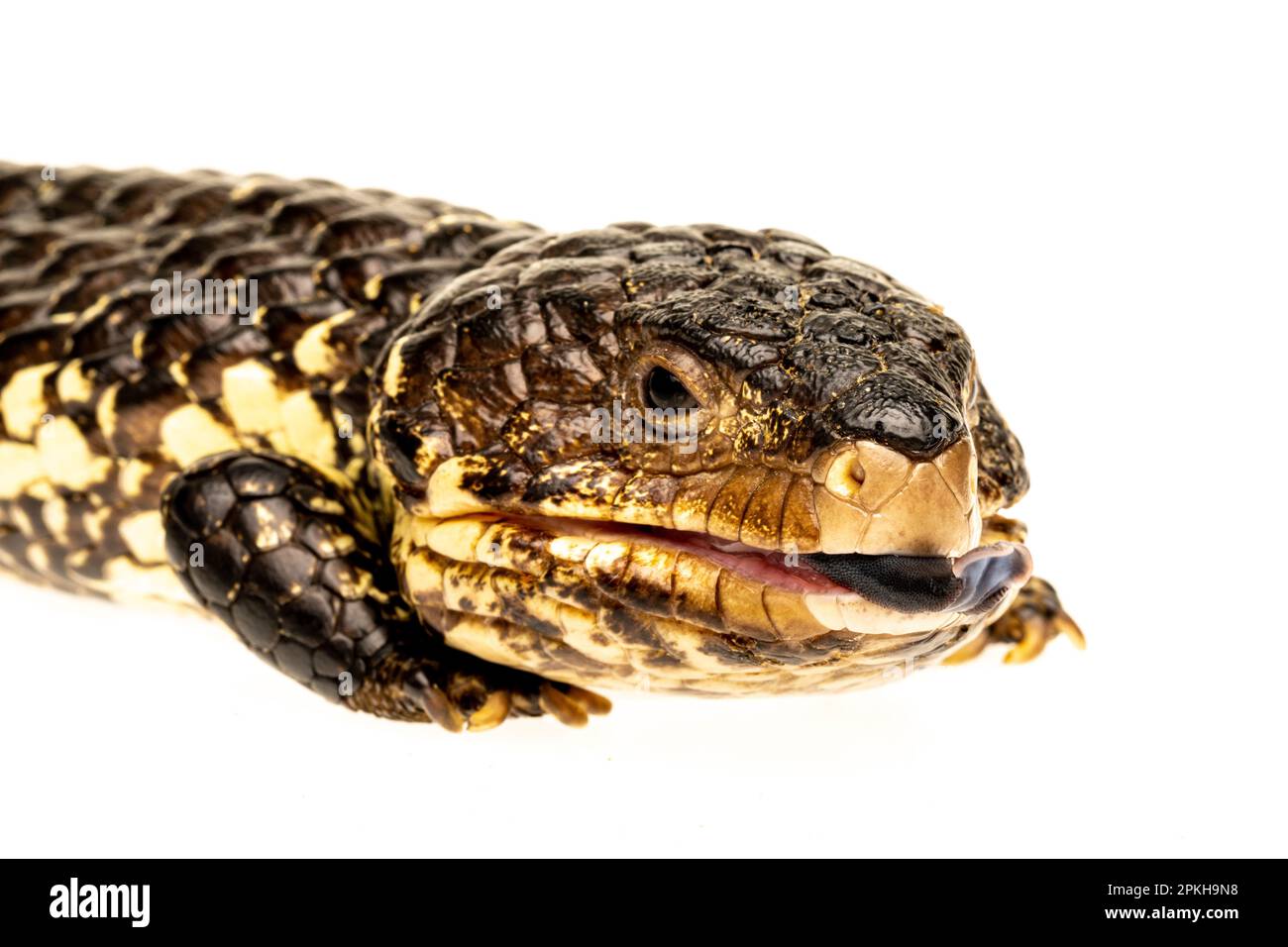 Blue-tongue Lizard on white background with tongue out and looking at the camera Stock Photo