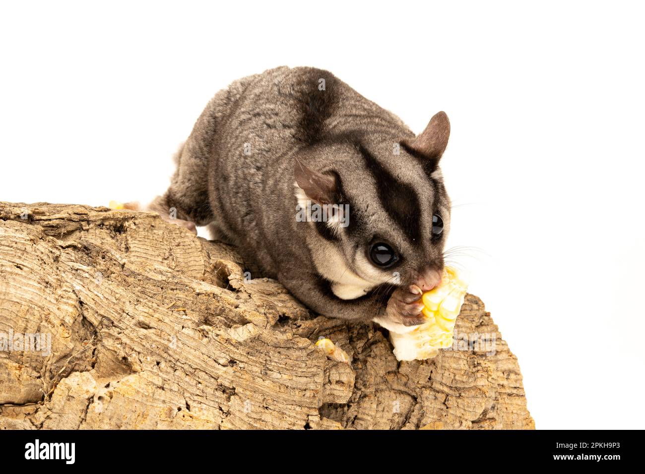 Australian Sugar Glider sitting on a branch eating corn Stock Photo Alamy