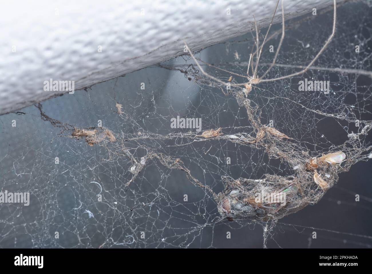 Bug caught in spiders web hi-res stock photography and images - Alamy