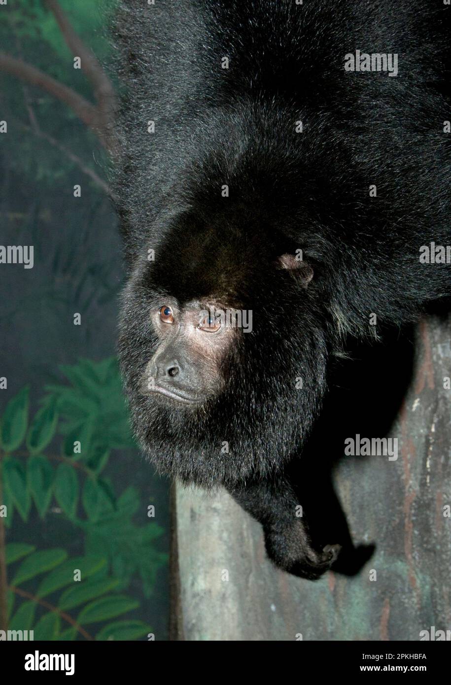 Closeup of a male black howler monkey in a tree, Alouatta caraya, Smithsonian National Zoological Park, Washington, DC, USA Stock Photo