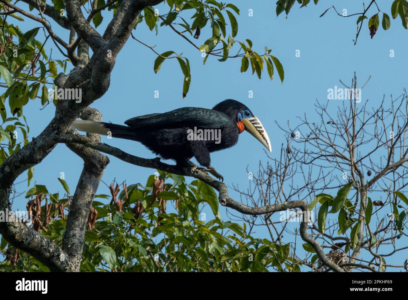A female rufous-necked hornbill (Aceros nipalensis) observed in Latpanchar in West Bengal, India Stock Photo