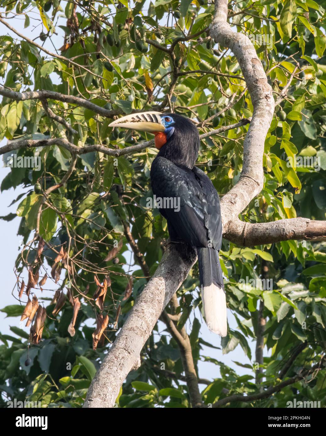 A female rufous-necked hornbill (Aceros nipalensis) observed in Latpanchar in West Bengal, India Stock Photo