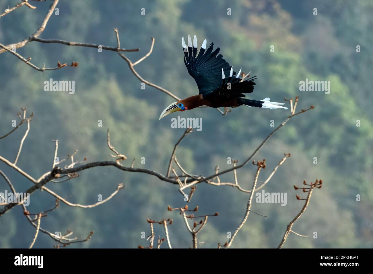 A male rufous-necked hornbill (Aceros nipalensis) observed in Latpanchar in West Bengal, India Stock Photo