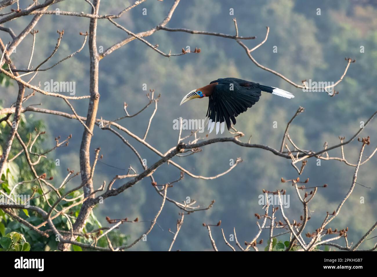 A male rufous-necked hornbill (Aceros nipalensis) observed in Latpanchar in West Bengal, India Stock Photo