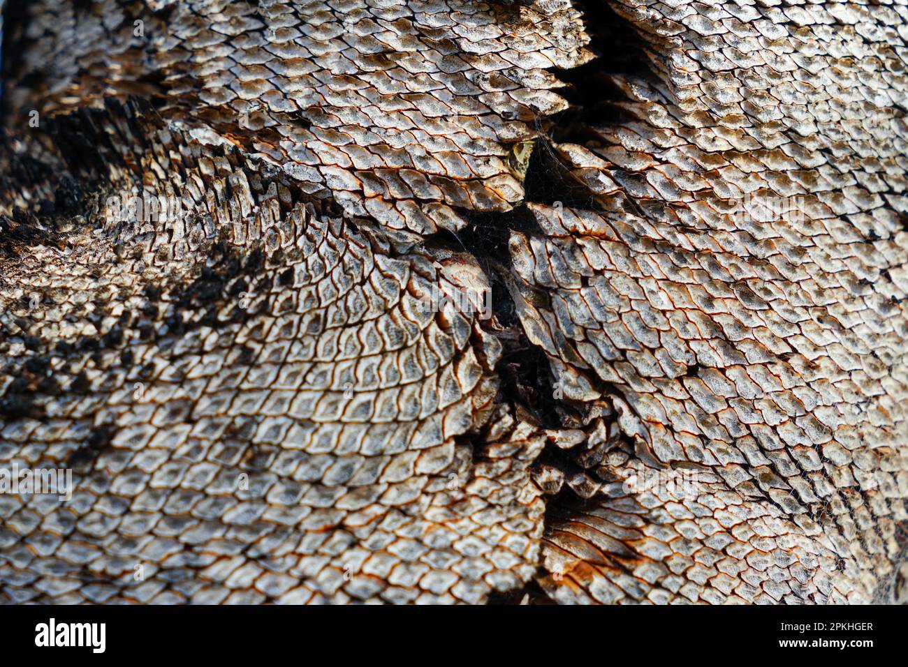 Closeup: abstract pattern on the trunk of an Australian grass tree. Looks like snake skin. Stock Photo