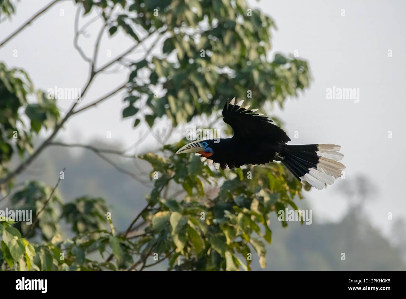 A female rufous-necked hornbill (Aceros nipalensis) observed in flight in Latpanchar in West Bengal, India Stock Photo