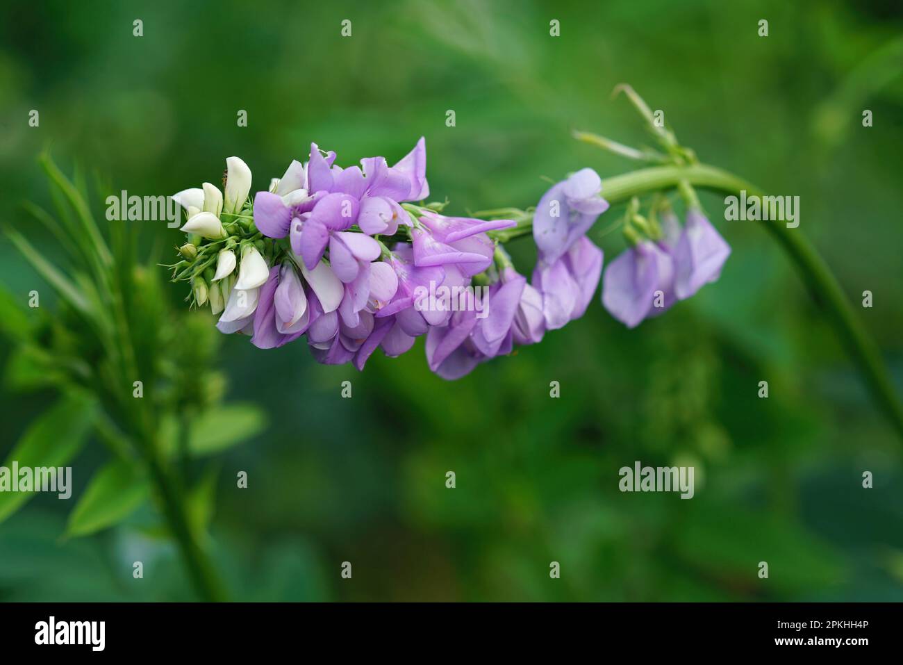 Vertical closeup on the emerging purple flowers of Goat's rue or Italian fitch, Galega officinalis, a pharmaceutical plant Stock Photo
