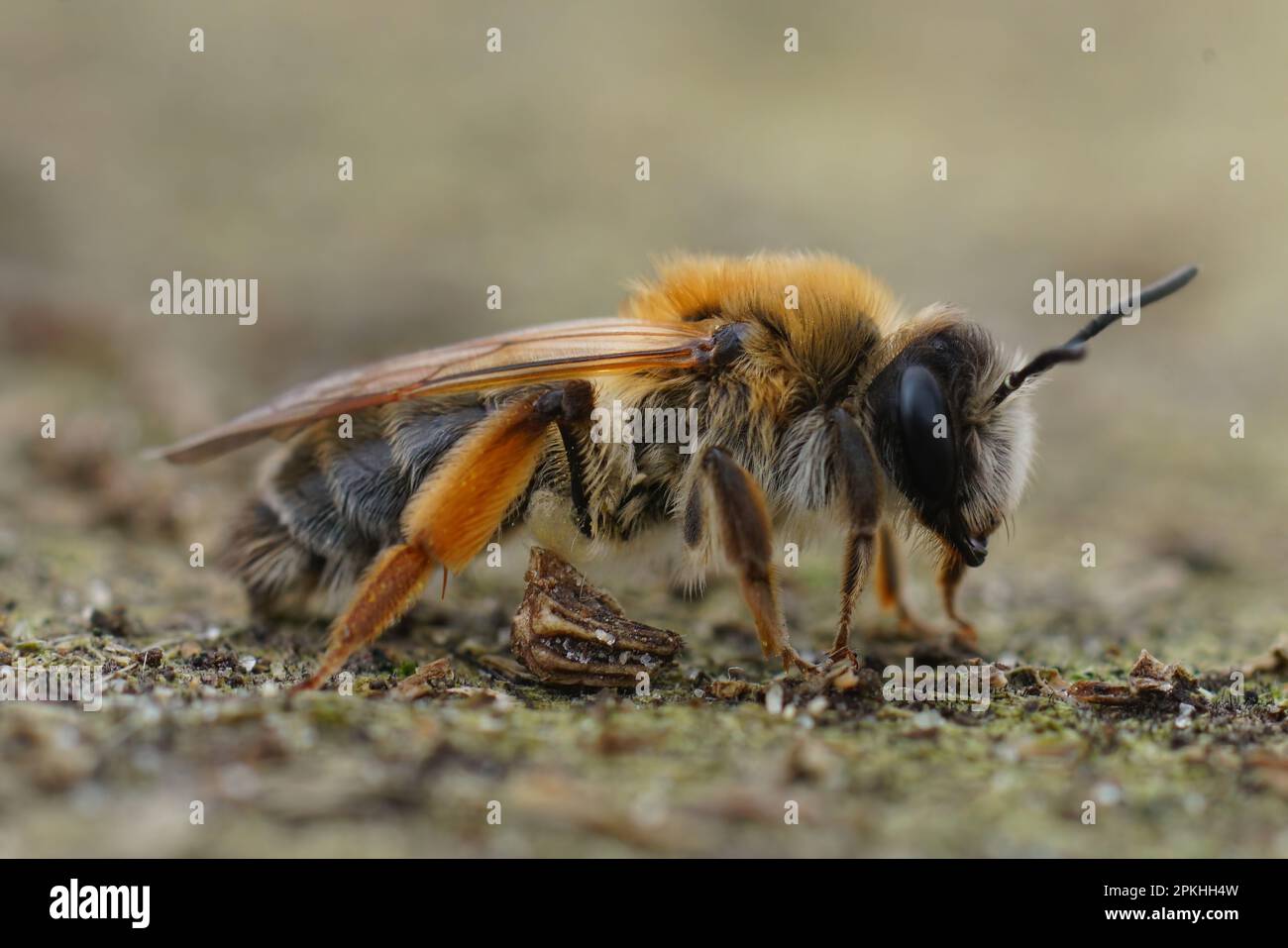 Detailed close-up on a colorful female Grey-gastered mining bee ...