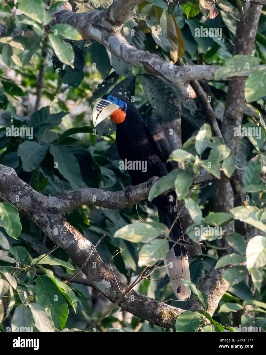 A female rufous-necked hornbill or Aceros nipalensis observed in Latpanchar Stock Photo