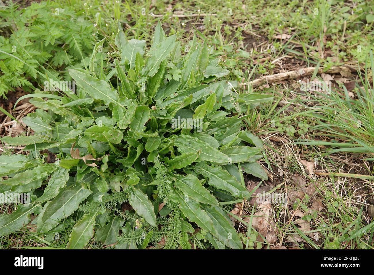 Natural closeup on the emerging foliage of a perrenial herb, the compact dock or thyrse sorrel, Rumex thyrsiflorus Stock Photo