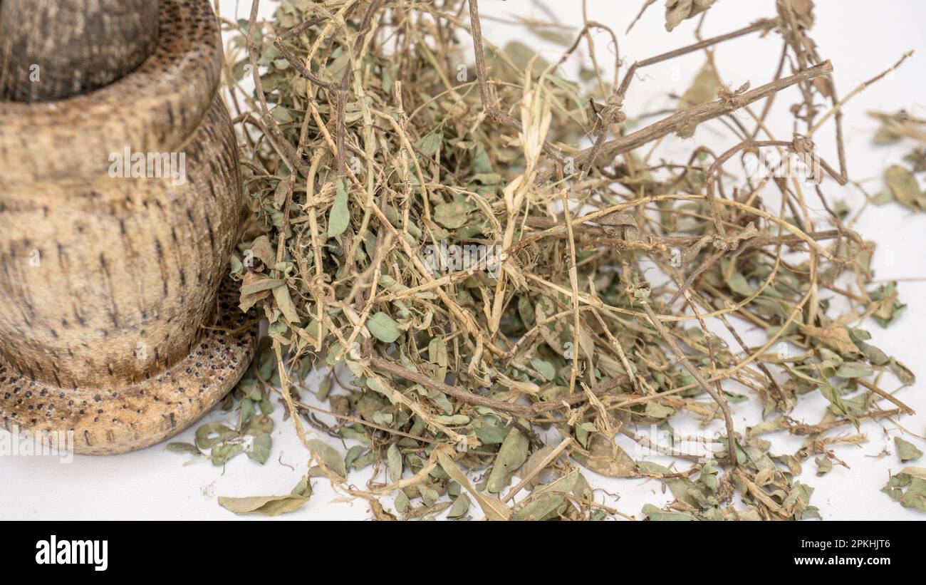 Alyce clover (Alysicarpus vaginalis) herbal ayurvedic medicine Stock Photo - Alamy