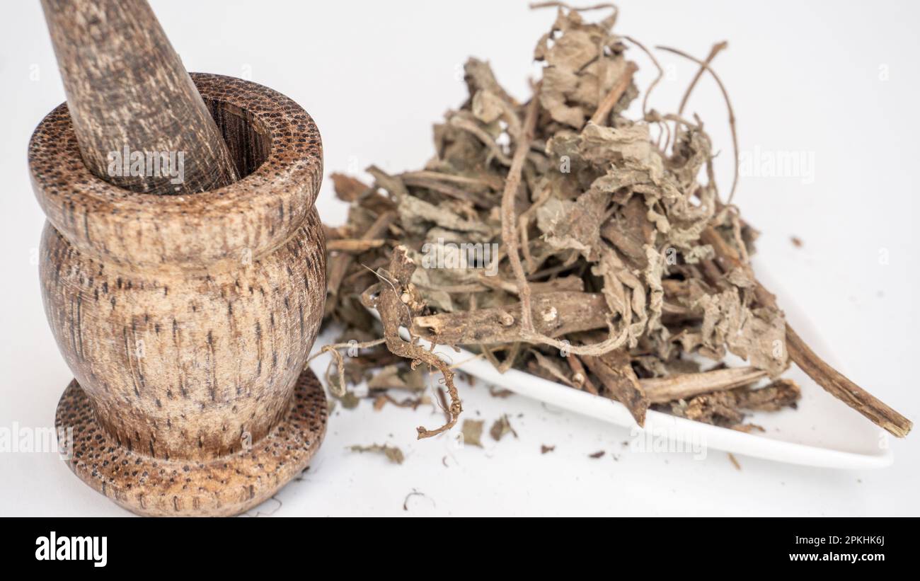 Wooden mortar and pestle with dried tulsi or holy basil. Stock Photo
