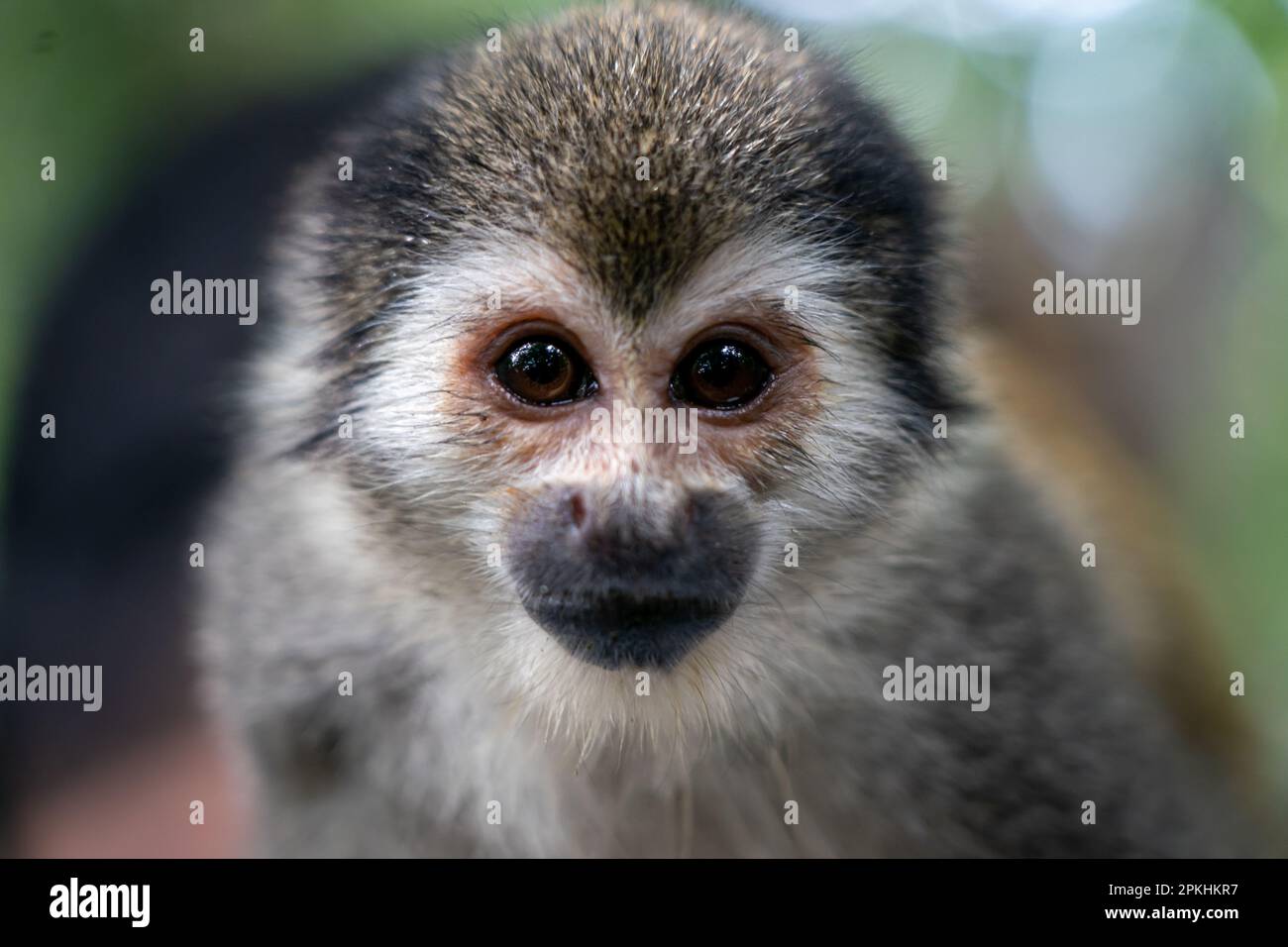 Common Squirrel Monkey (Saimiri) in Leticia, Colombia on Monkey Island