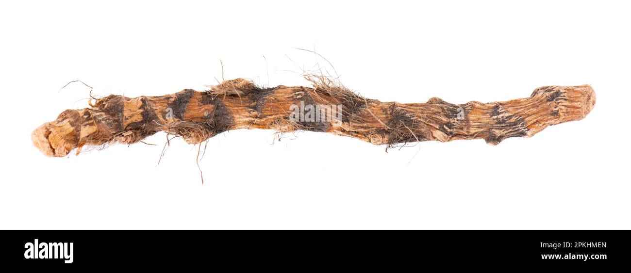 Calamus root isolated on white background. Sweet flag, sway or muskrat