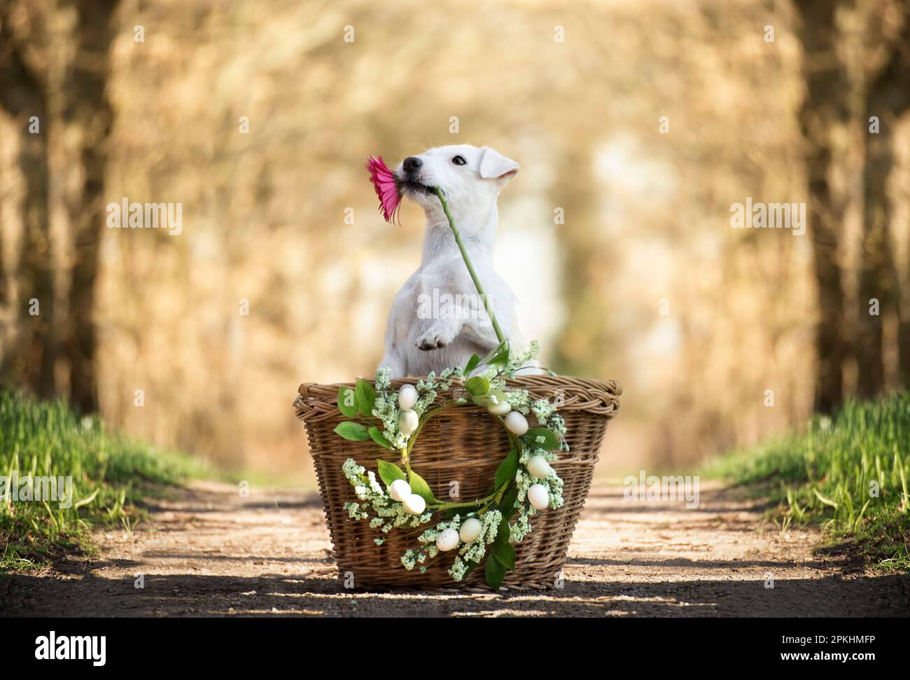 Dog sitting in a basket with a pink gerbera. Easter holidays symbol of spring. Patterdale terrier. Stock Photo