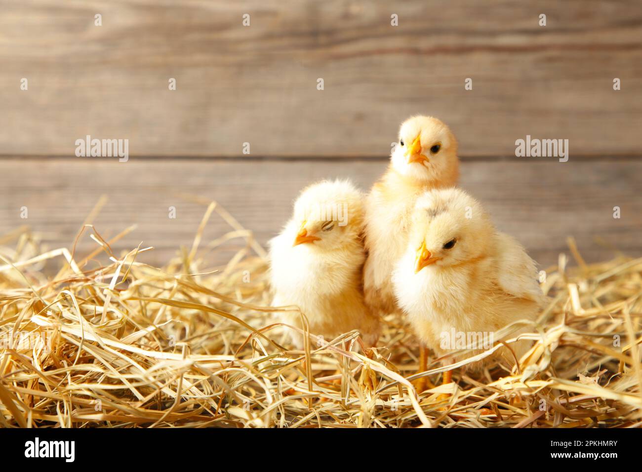 Three chicks in a straw on grey background. Top view Stock Photo