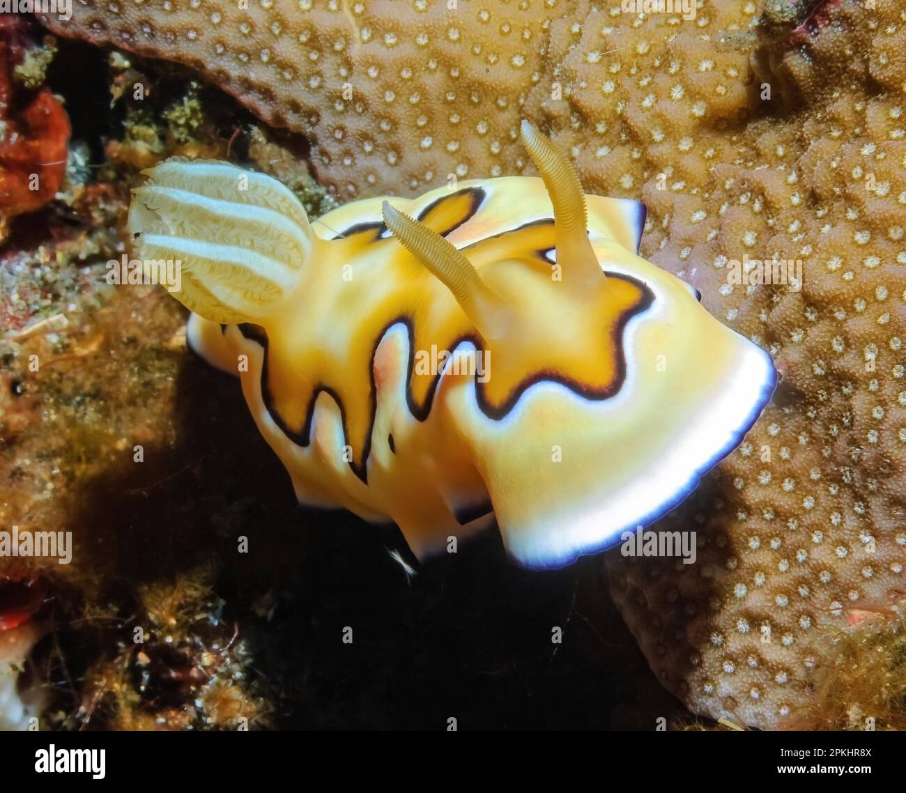 Nudibranch, Goniobranchus coi crawls over stone coral (Scleractinia), star snail, Indo-Pacific, Pacific, Maldives Stock Photo
