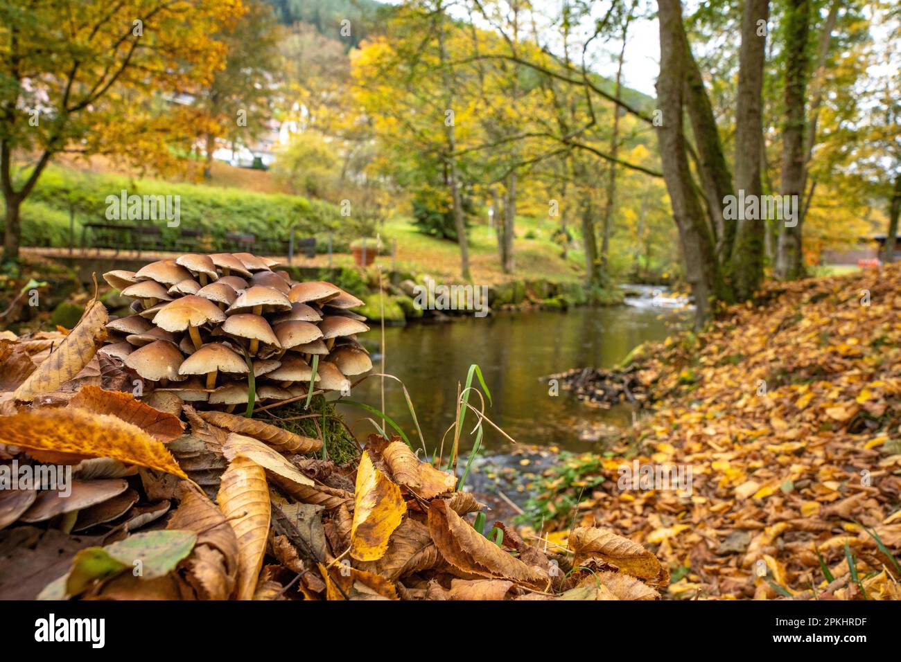 Mushrooms in autumn on river bank in spa garden, Bad Wildbad, Black Forest, Germany Stock Photo