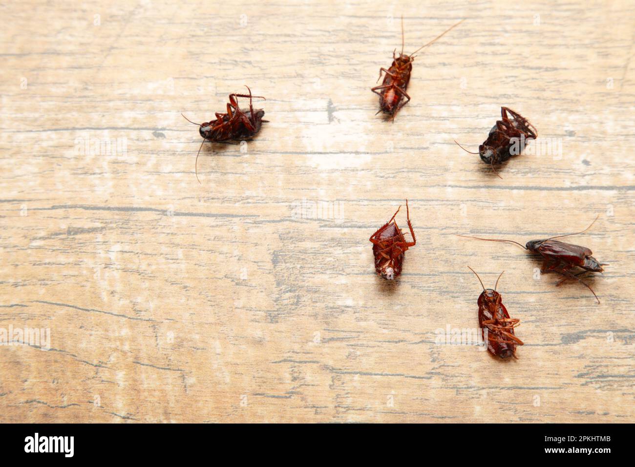 Dead cockroaches on floor. Concept the problem in the house because of