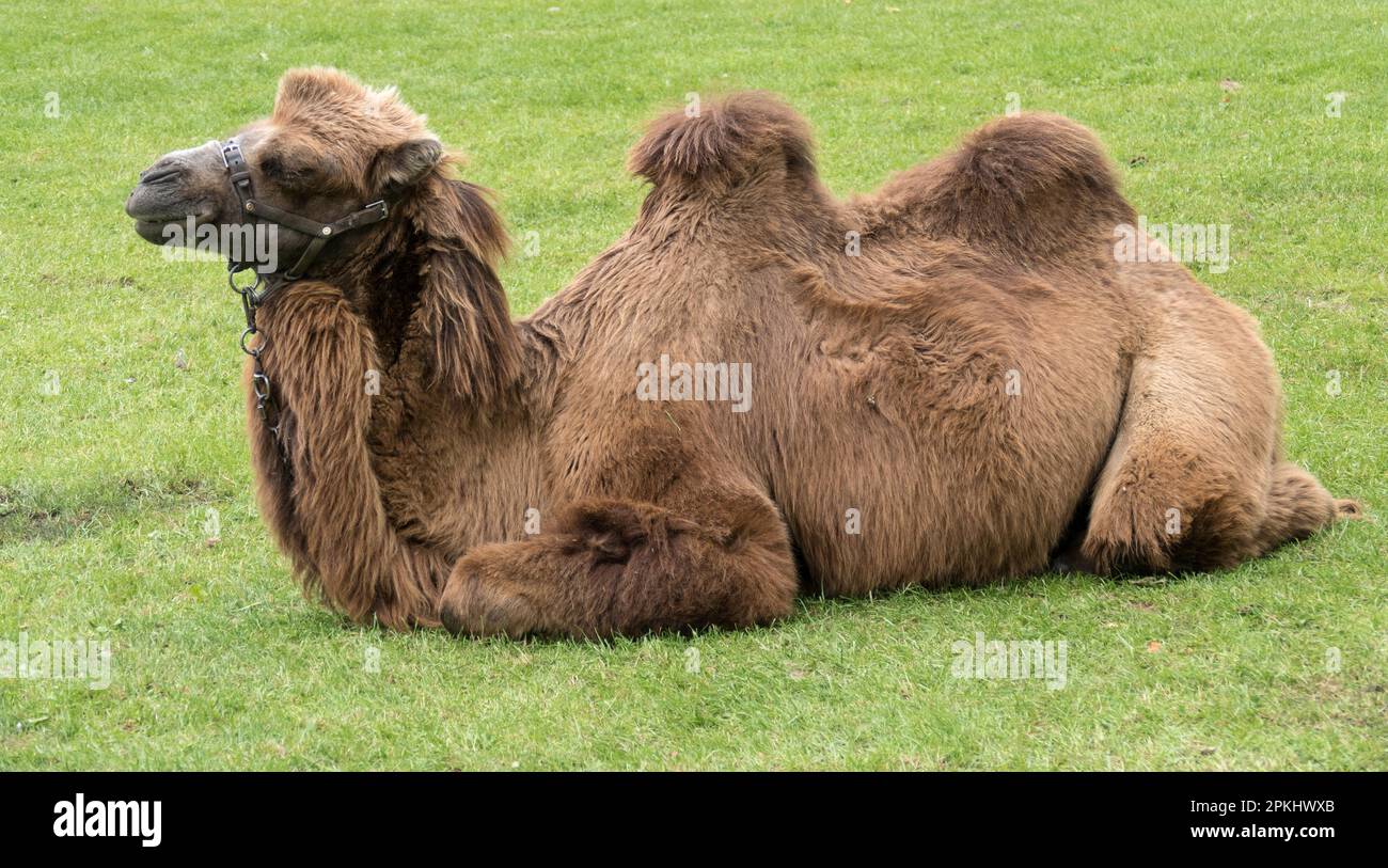 Bactrian Camel (Camelus bactrianus) Stock Photo