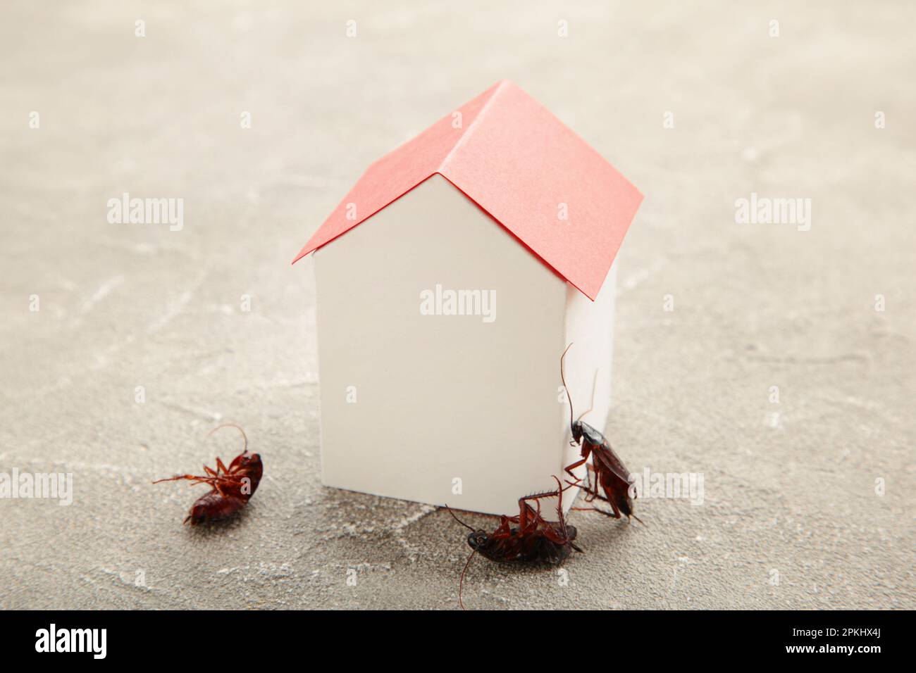 Dead cockroaches and paper house. Insect companies concept prevents