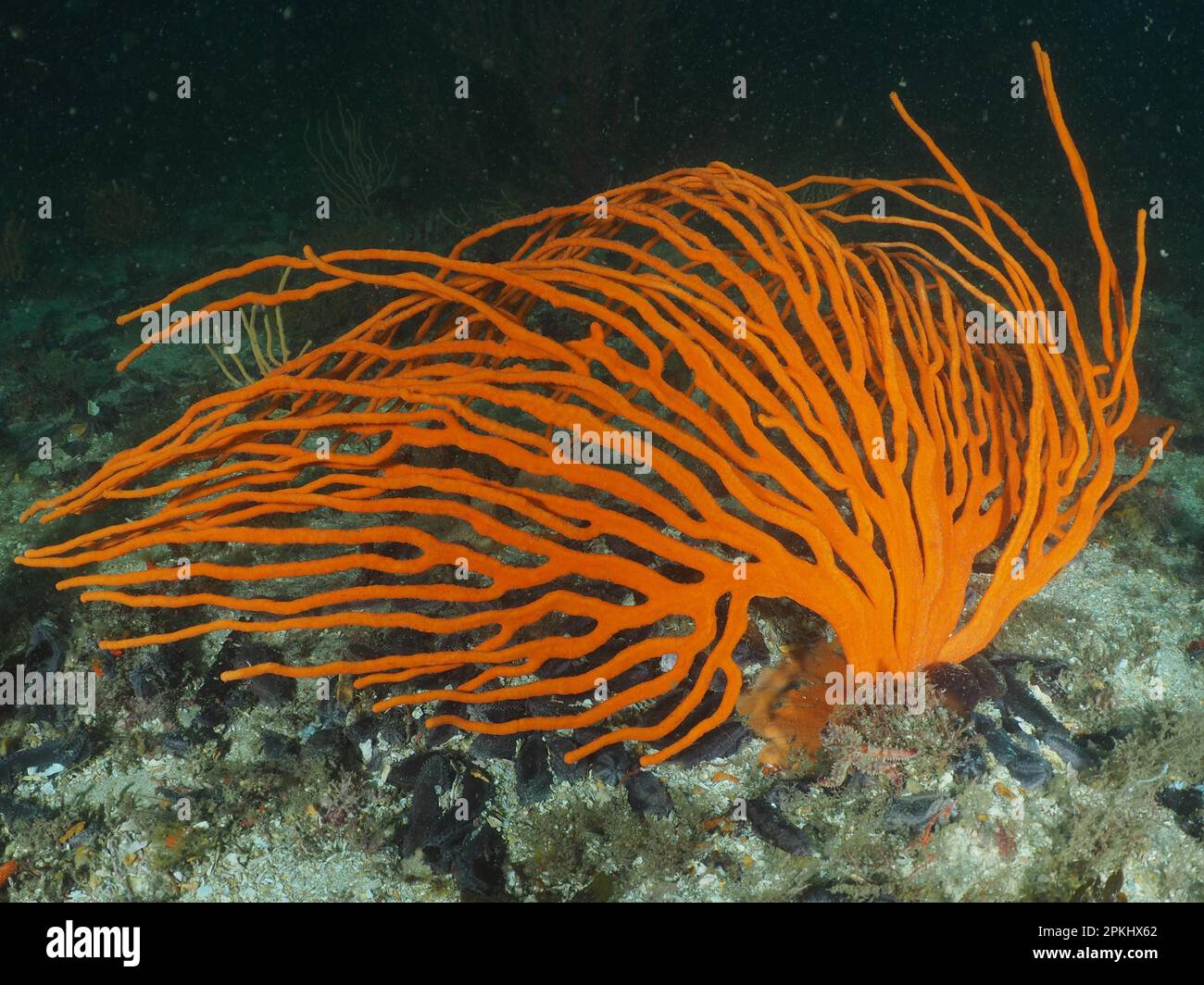 Orange palmate sea fan (Leptogorgia palma), False Bay dive site, Cape of Good Hope, Cape Town, South Africa Stock Photo