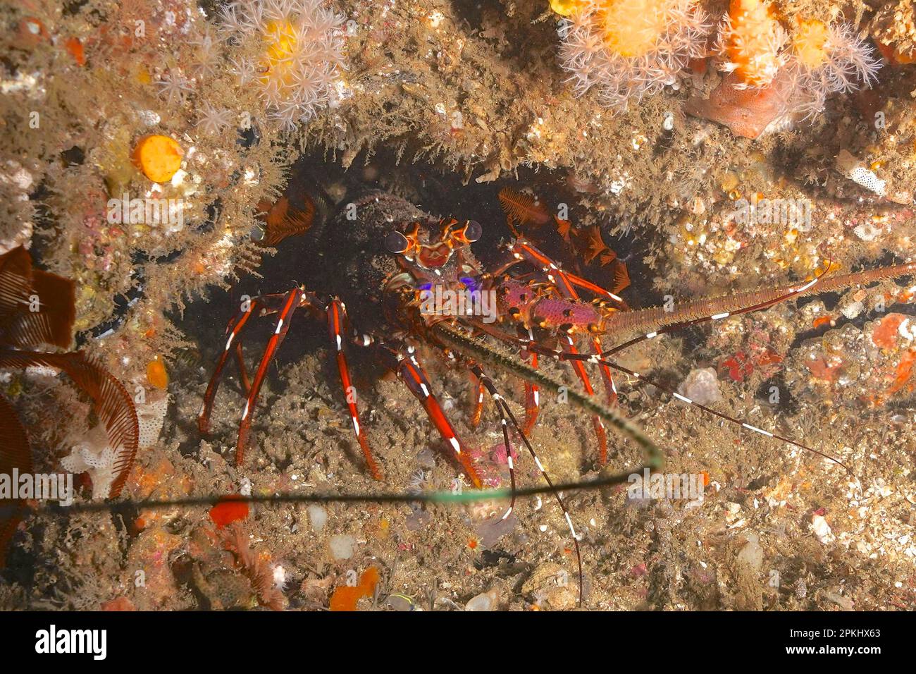 Longlegged spiny crayfish (Panulirus longipes), spiny crayfish. Aliwal