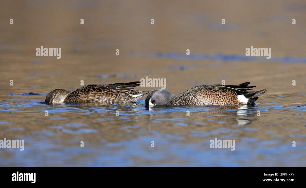 Two dabbling ducks Stock Photo