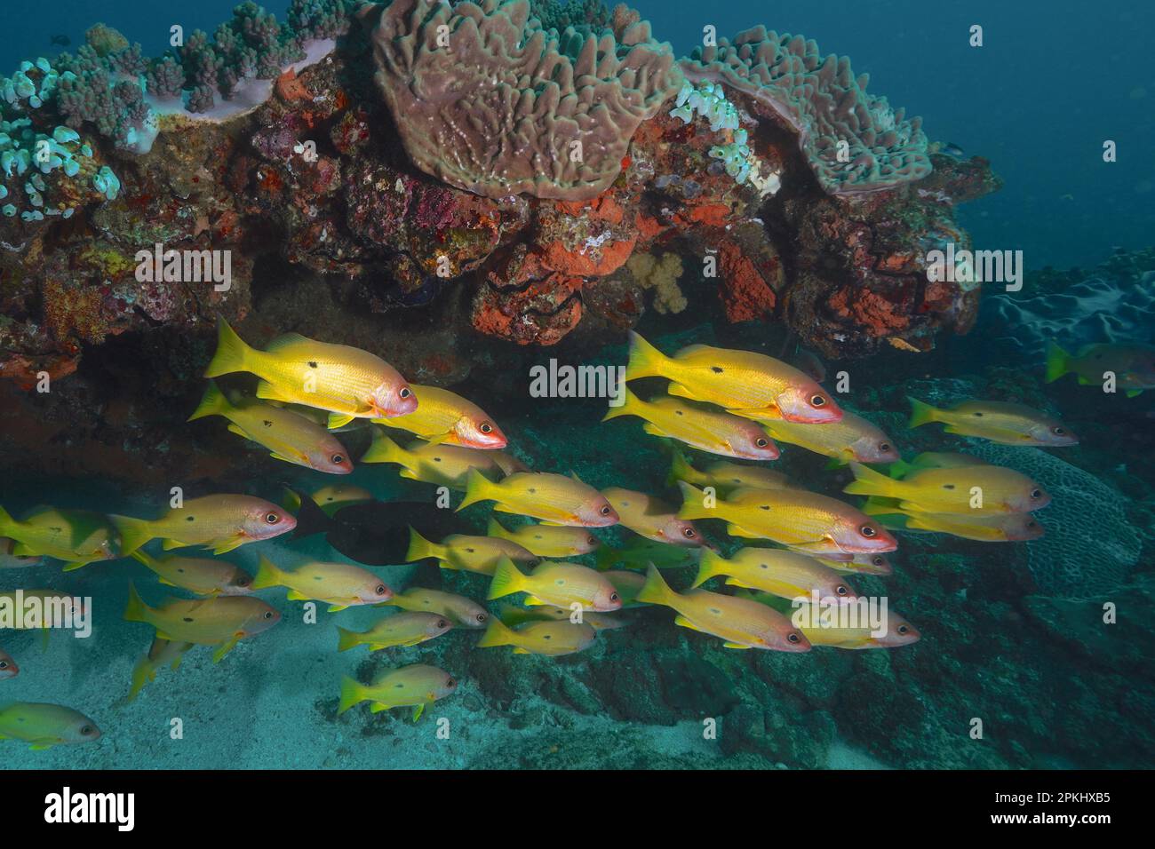 Shoal, group of blackspot snapper (Lutjanus fulviflamma), Sodwana Bay National Park dive site, Maputaland Marine Reserve, KwaZulu Natal, South Africa Stock Photo