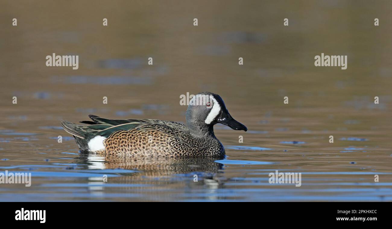 Bluewinged teal in breeding plumage Stock Photo Alamy