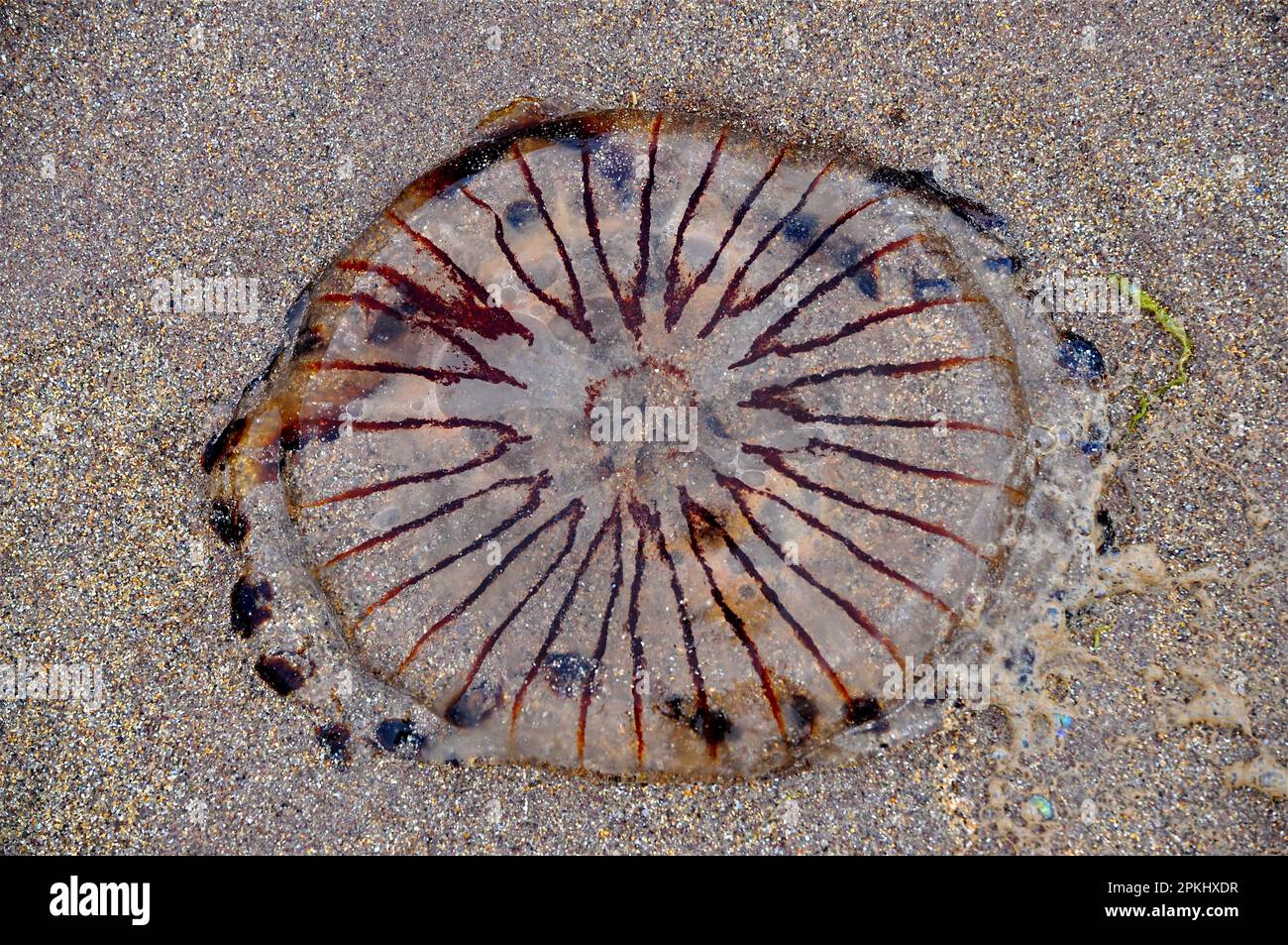 Stranded compass jellyfish (Chrysaora hysoscella) washed ashore, Dingle