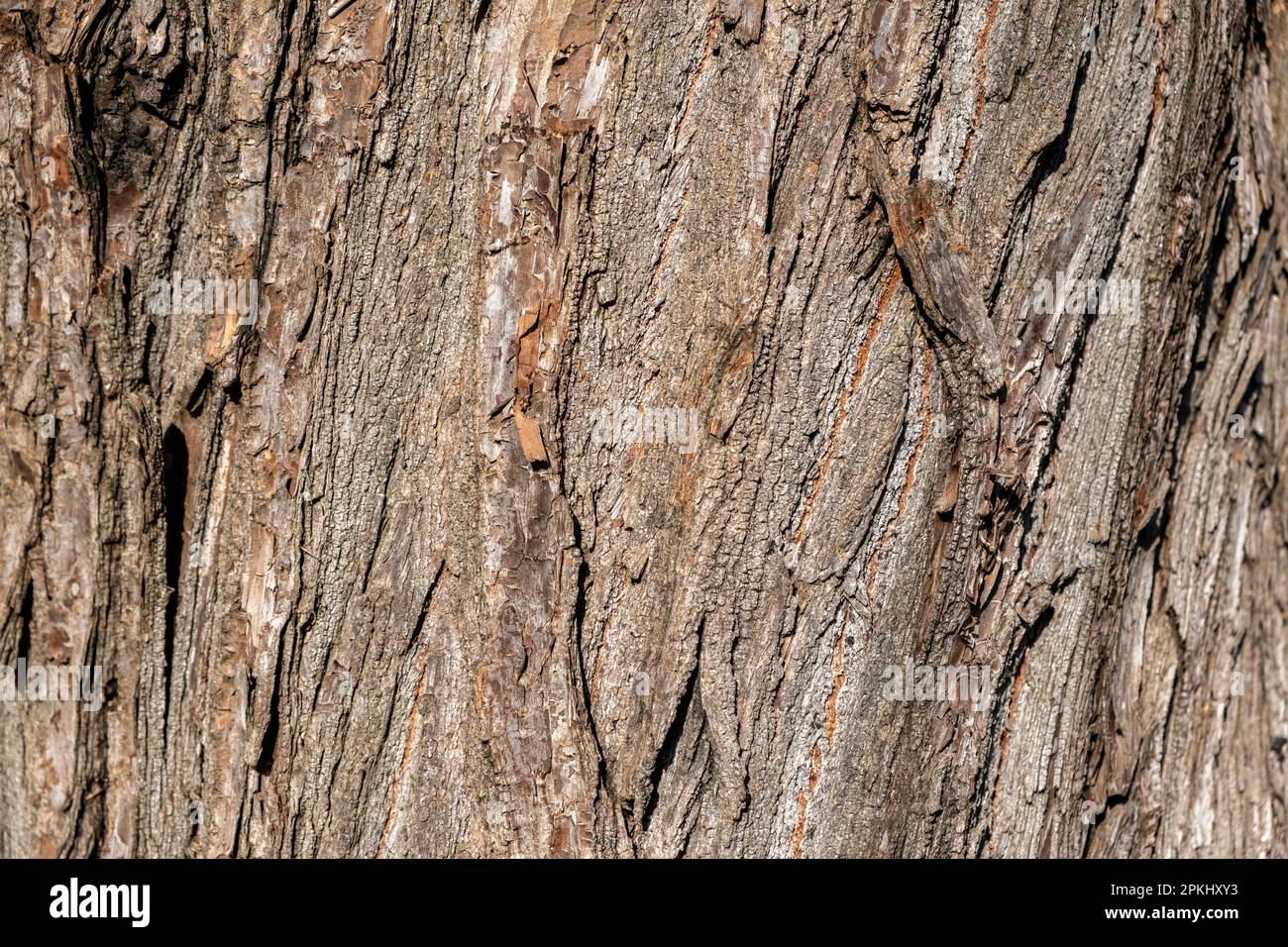 Tree bark brown color with detail background texture. Wooden stump