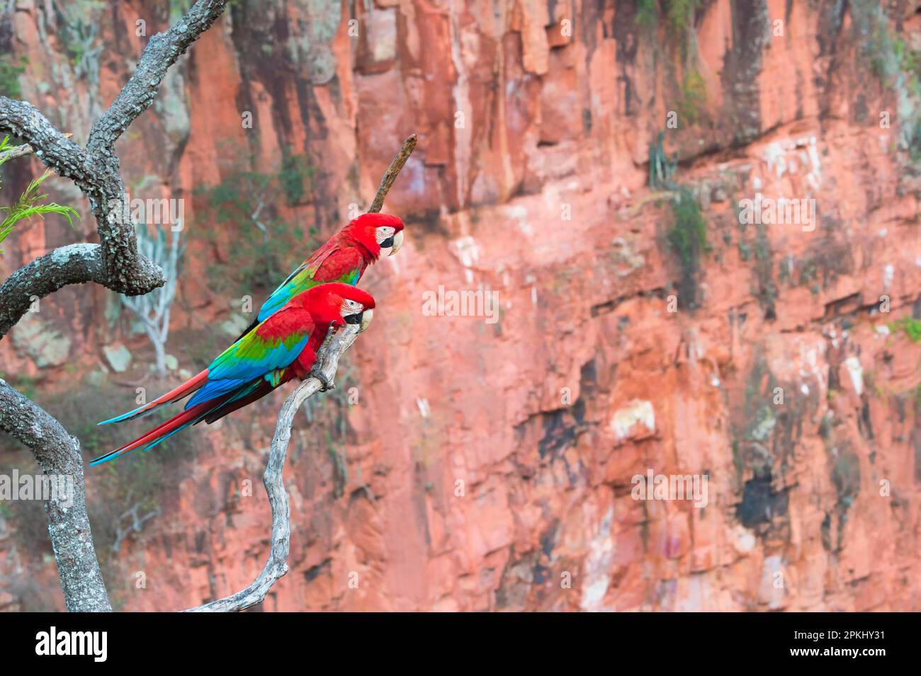 Red and red-and-green macaw (Ara chloropterus) on a branch in Buraco das Araras, Mato Grosso do Sul, Brazil Stock Photo