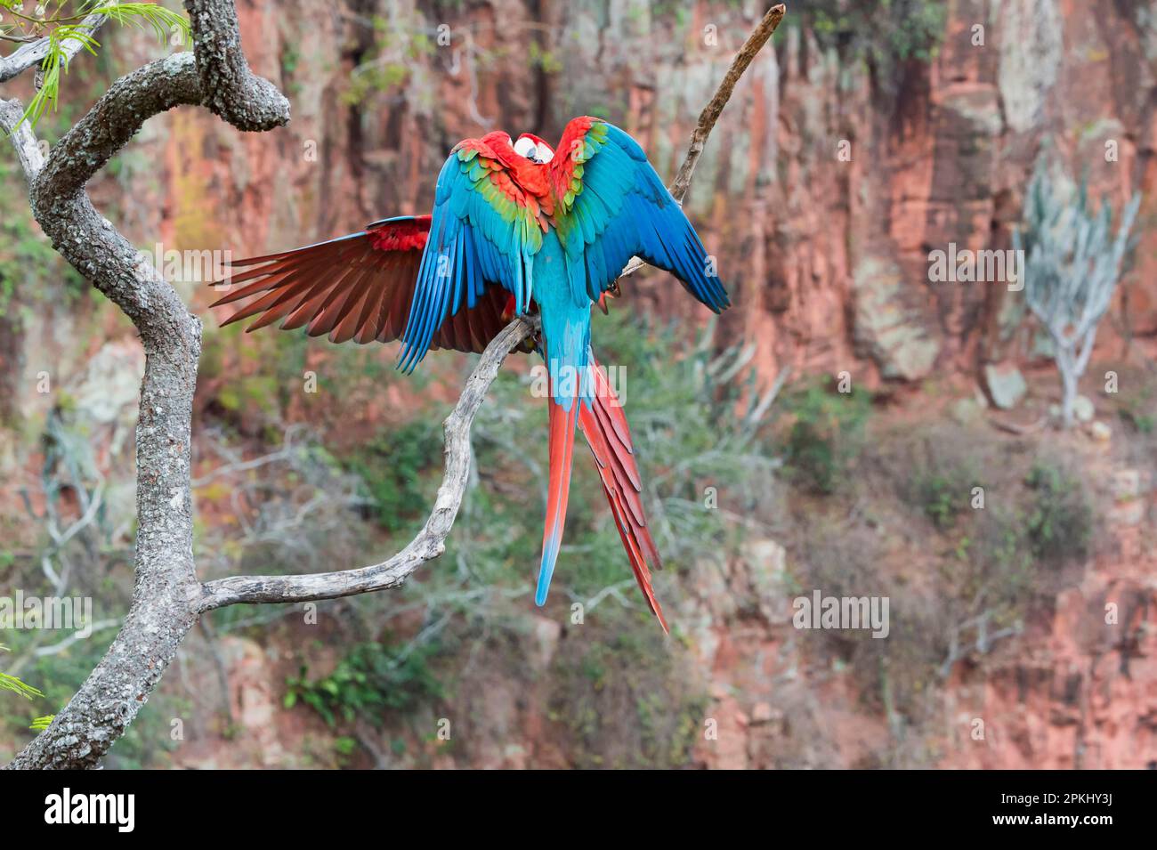 Playful Red-and-green Macaws (Ara chloropterus), Buraco das red-and-green macaw, Mato Grosso do Sul, Brazil Stock Photo