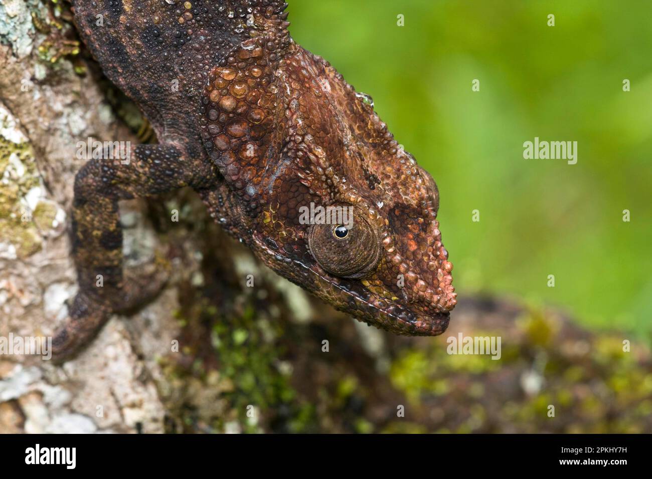 Short-horned chameleon (Calumma brevicorne), Andasibe, Madagascar Stock Photo
