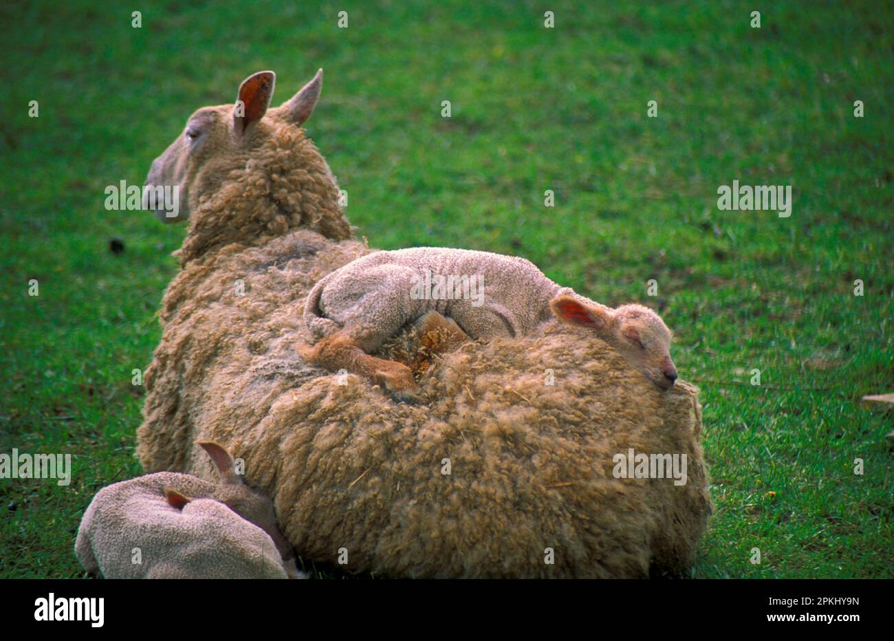Blue-faced Leicester sheep. Sheep and sleeping lambs, a lamb sleeping on its mother Stock Photo