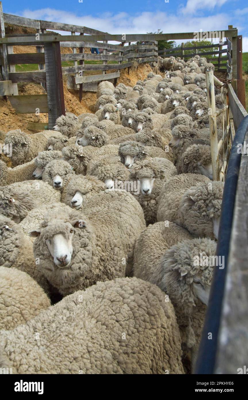 Artistic Brand-new Corriedale Trailer! Design Collection Artistic Brand-new Corriedale Trailer! Design Collection