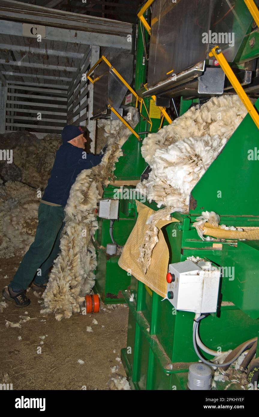 Newland Ranch Corriedale Sheep