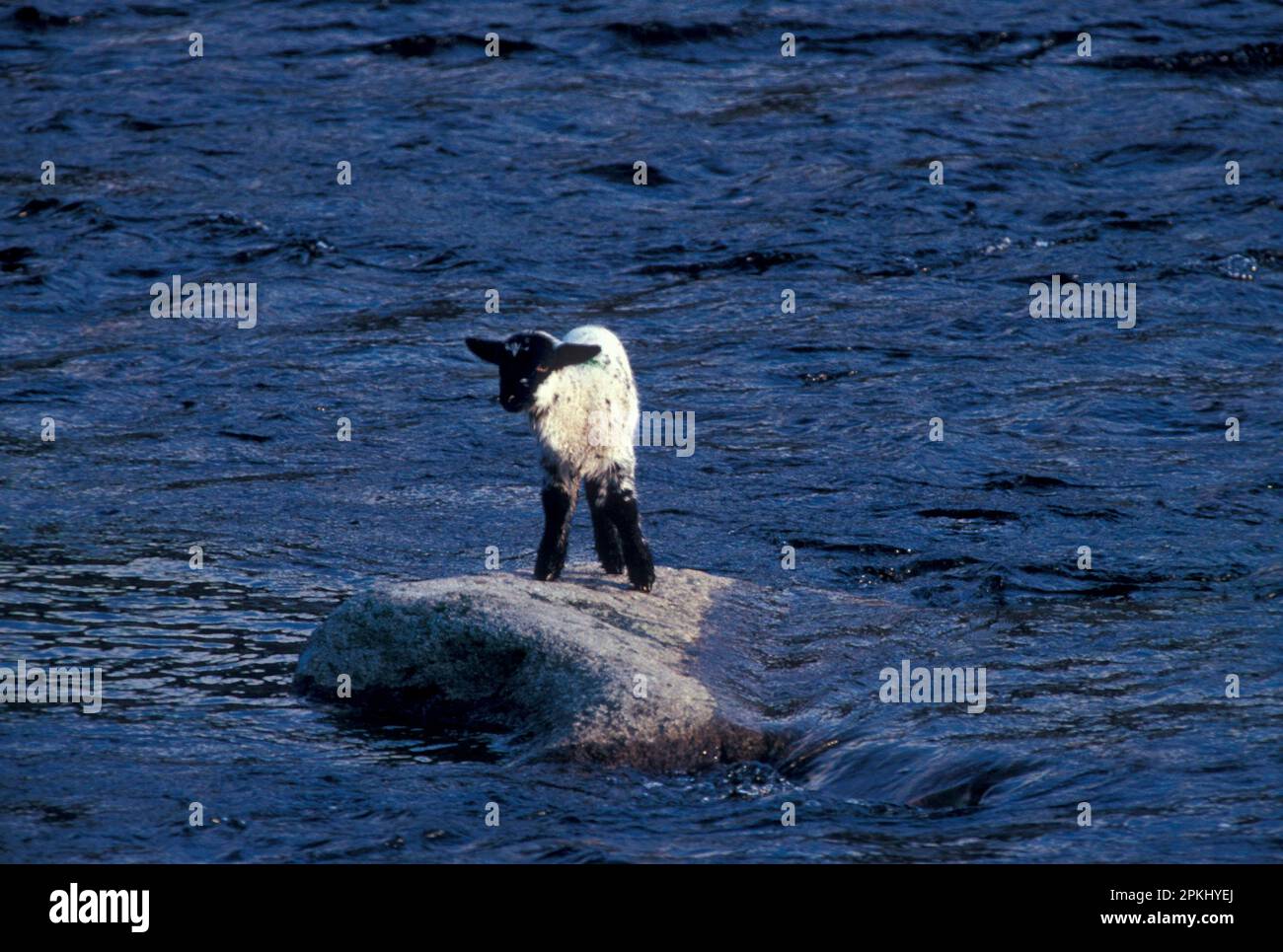 Sheep, General Close-up of a lamb abandoned on a boulder in the Scottish river Stock Photo