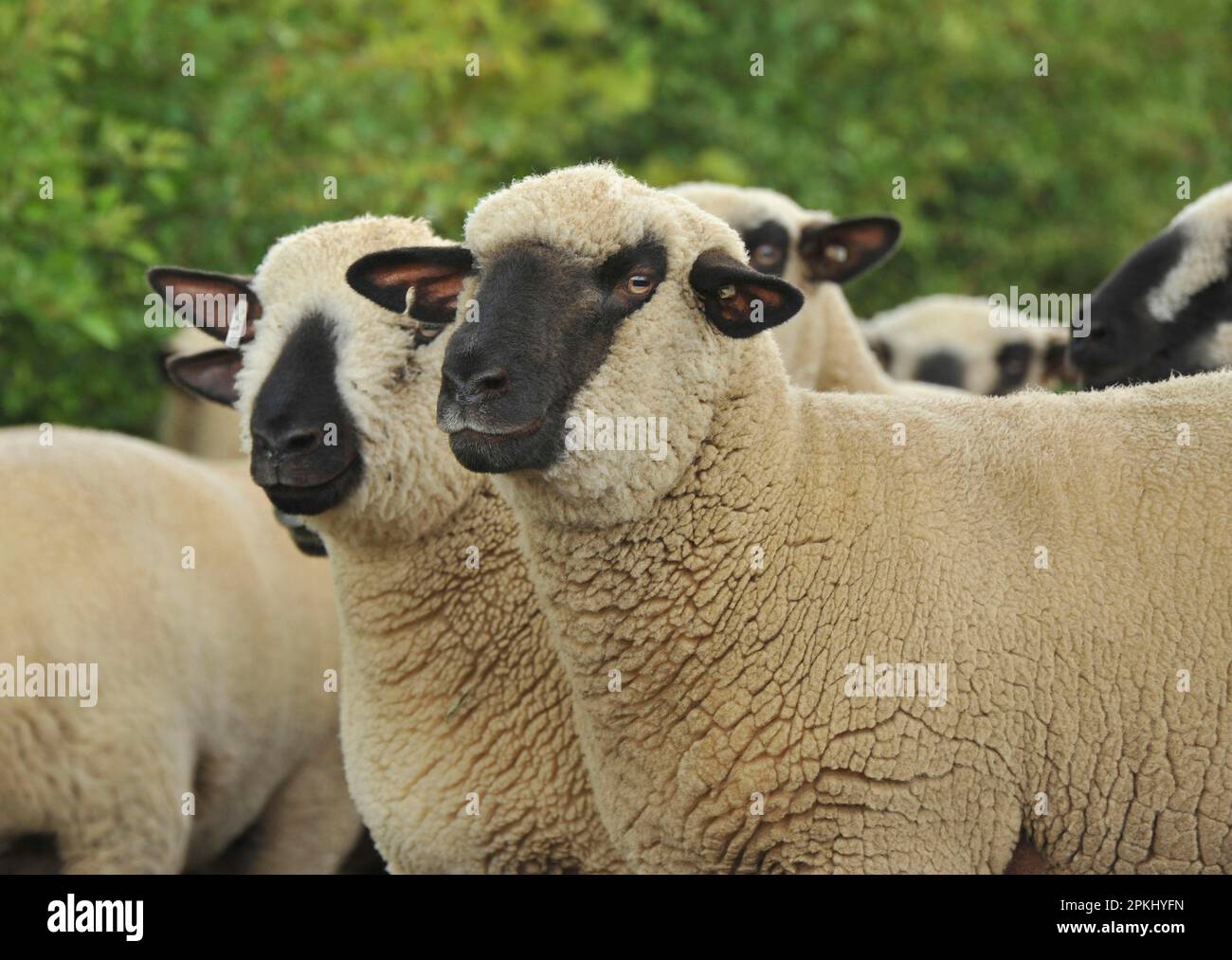 Domestic Sheep, Hampshire Down shearling ewes, flock, close-up of heads, England, United Kingdom Stock Photo