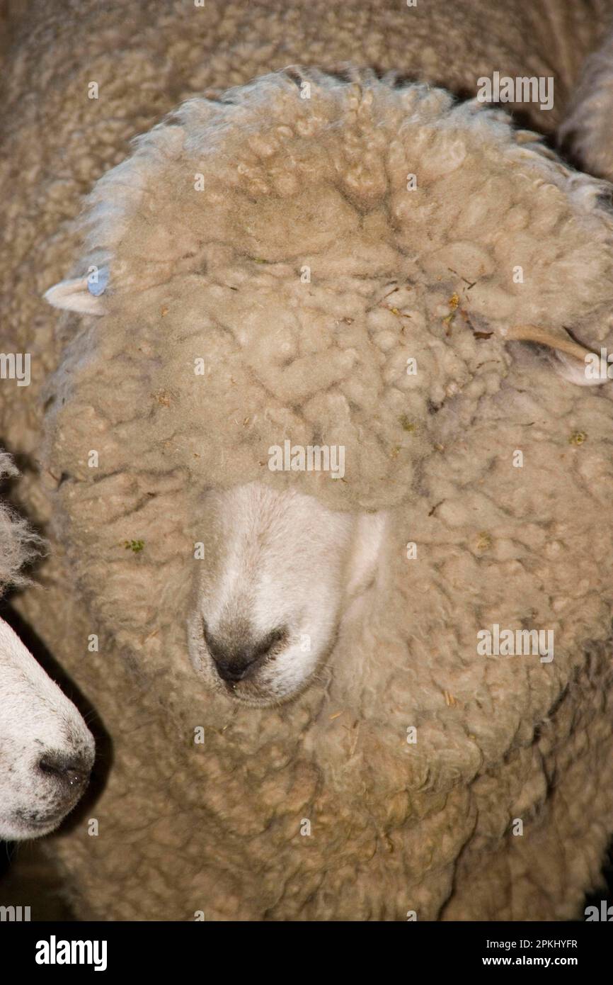 Close-up of Carradale sheep in front of pruning Stock Photo