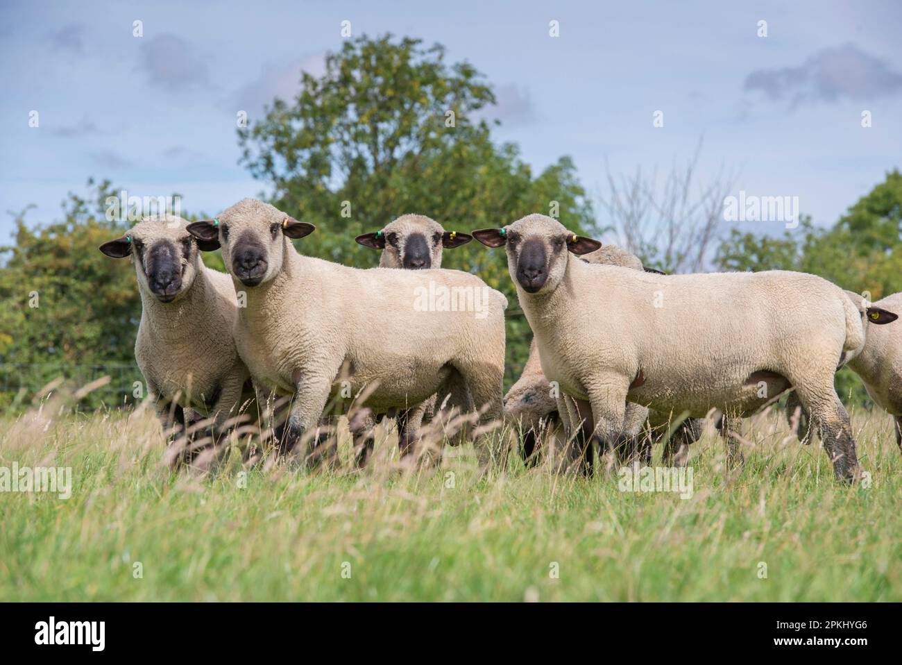 Domestic Sheep, Hampshire Down shearling rams, flock standing in pasture, Lincolnshire, England, United Kingdom Stock Photo