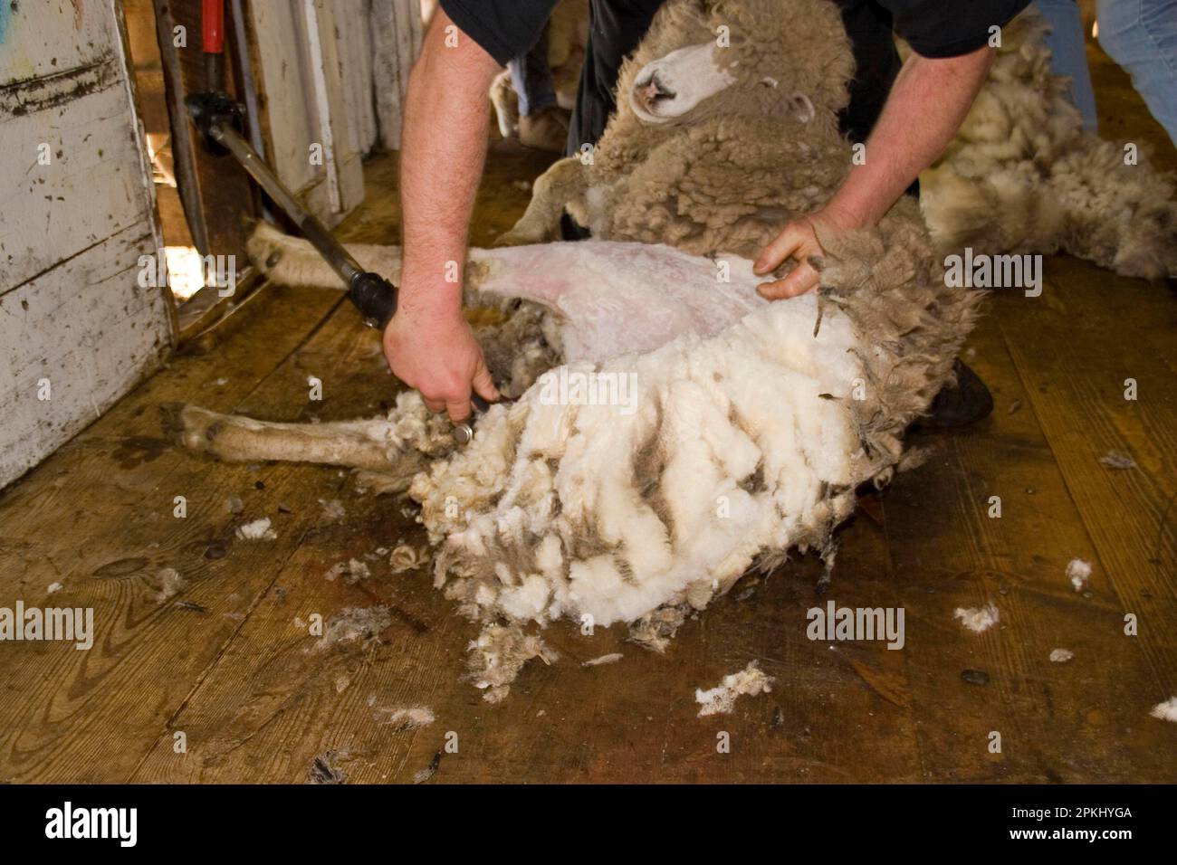 Cutting Carradale sheep for their fleece Stock Photo